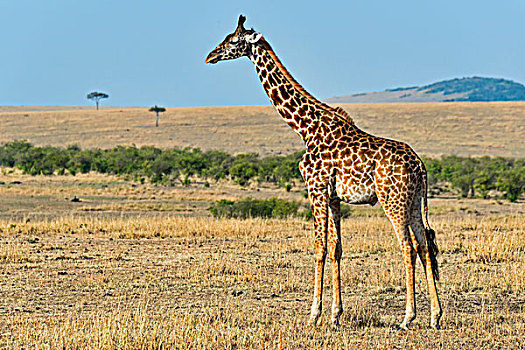 长颈鹿,马赛马拉国家保护区,肯尼亚,非洲
