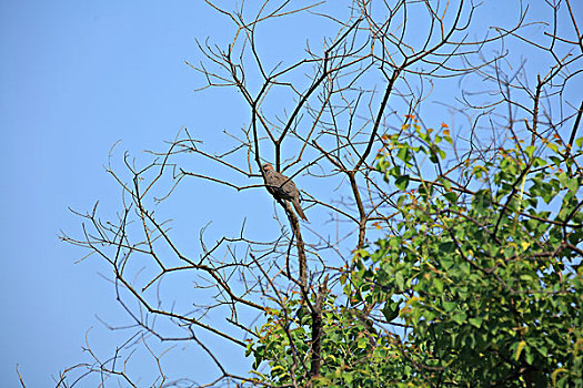 珠颈斑鸠,枯枝