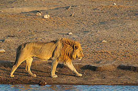 狮子,雄性,水坑,晚上,埃托沙国家公园,纳米比亚,非洲