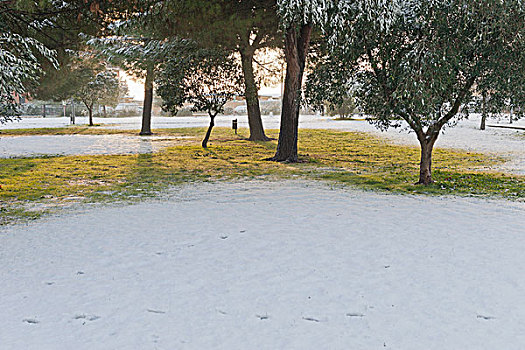树,雪中,遮盖,地点,公园