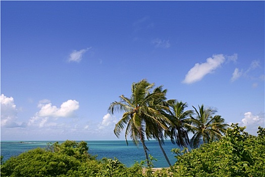 佛罗里达礁岛群,热带,棕榈树,蓝绿色海水,蓝天