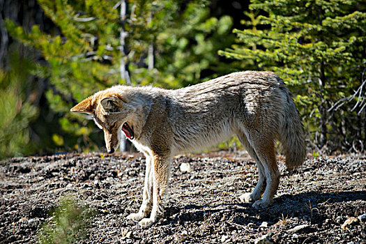 丛林狼,犬属,北方,中美洲,市区,捕食,卡里布,山,不列颠哥伦比亚省,大幅,尺寸
