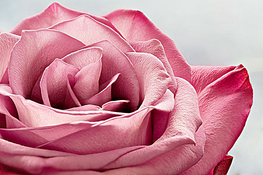粉红玫瑰,微距