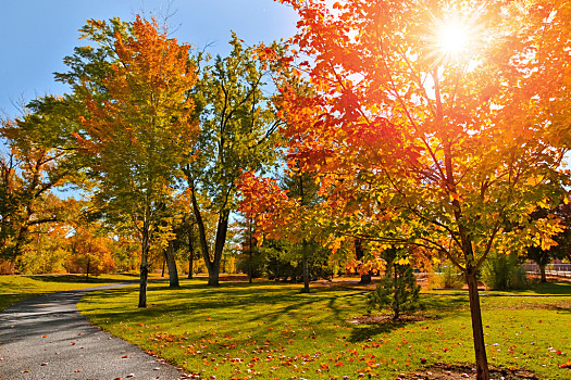 秋天,彩色,公园,鲜明,阳光