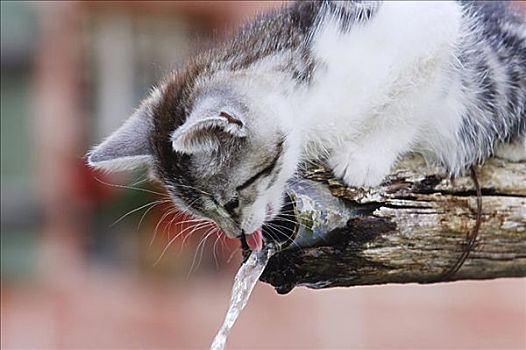 小猫,喝,饮水器