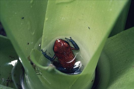 草莓箭毒蛙,凤梨科植物,雨林,哥斯达黎加
