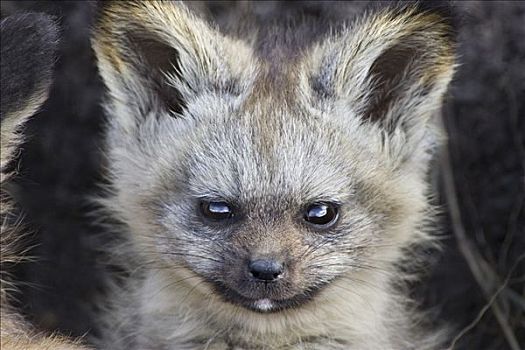 大耳狐,幼仔,马赛马拉,肯尼亚