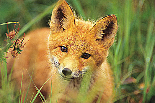 红狐,不列颠哥伦比亚省,加拿大