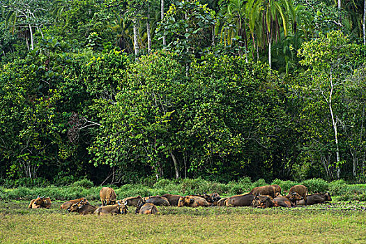 树林,水牛,非洲水牛属,刚果