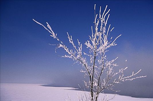 树,白霜,渥太华河,渥太华,加拿大