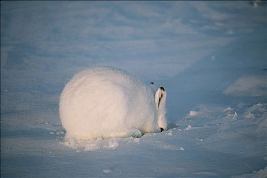 北极兔,兔属,挖,雪,食物,艾利斯摩尔岛,加拿大