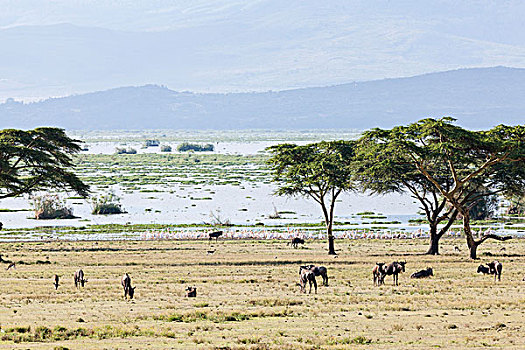 湖,禁猎区,月牙状,岛屿,肯尼亚,非洲