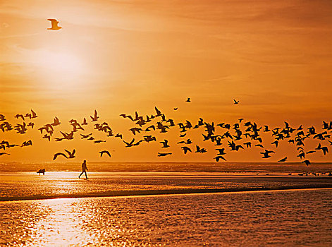 鸟群,飞行,上方,海滩,海洋,太阳,佛罗伦萨,俄勒冈,美国