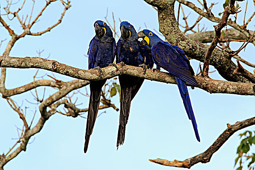 紫蓝金刚鹦鹉,成年,群,树,潘塔纳尔,巴西,南美