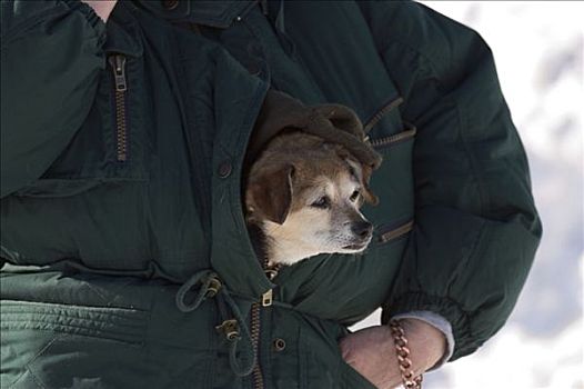 小狗,室外,物主,外套,2004年,阿拉斯加