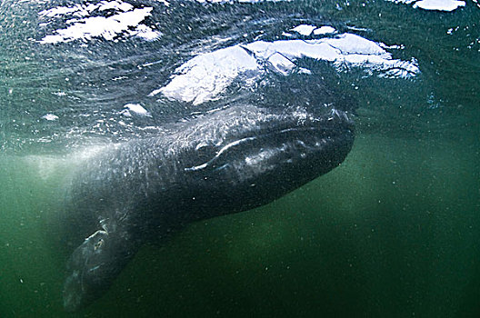 水下视角,灰鲸,看镜头,湾,下加利福尼亚州,墨西哥