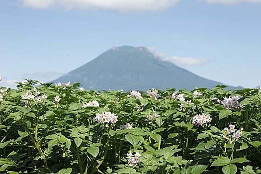 花,山