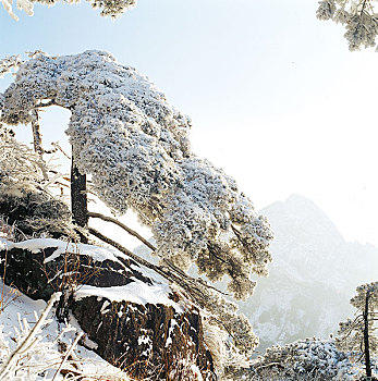安徽祁门牯牛降的迎客松雪景
