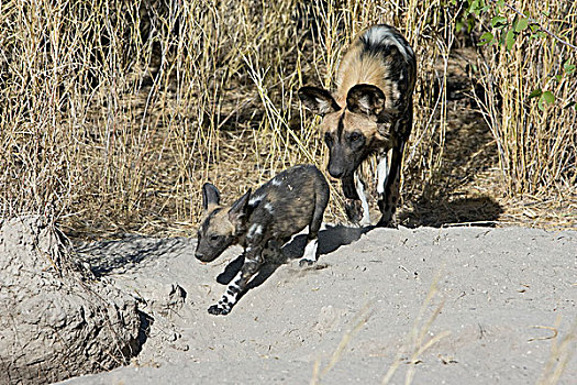 非洲野狗,非洲野犬属,成年,追逐,幼仔,背影,窝,奥卡万戈三角洲,博茨瓦纳