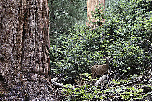 长耳鹿,红杉国家公园,加利福尼亚,美国