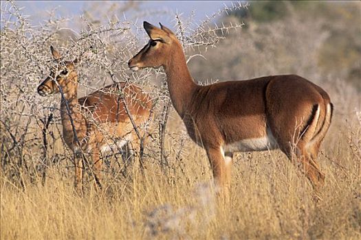 黑斑羚,刺槐,埃托沙国家公园,纳米比亚,非洲