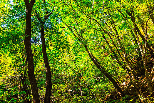 辽宁本溪绿石谷森林公园天然树林秋季黄昏时分景观