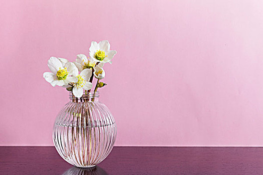 菟葵,圆,玻璃花瓶,丁香,背景