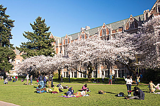 西雅图,华盛顿大学,线组,樱桃树,开花