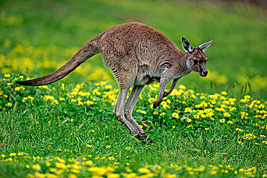 袋鼠,岛屿,成年,跳跃,南澳大利亚州,澳大利亚,大洋洲