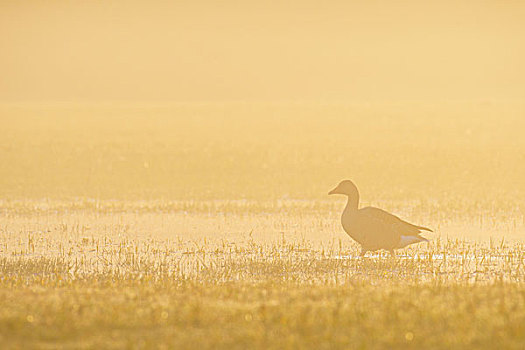 灰雁,晨雾,日出,黑森州,德国