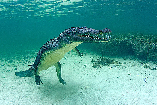美洲鳄,鳄鱼,鳄属,漂浮,水下,墨西哥,中美洲