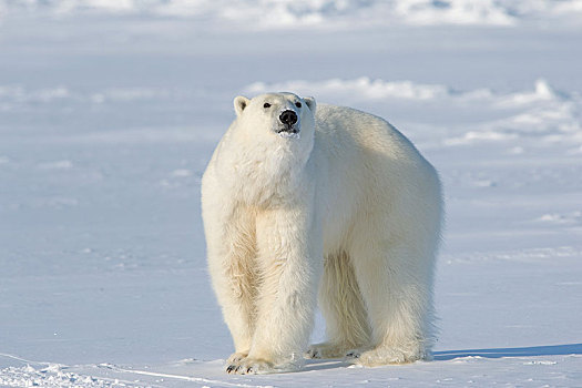 北极熊,北极,努纳武特,领土,加拿大,北美