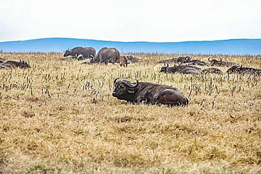 肯尼亚安博塞利国家公园水牛生态环境