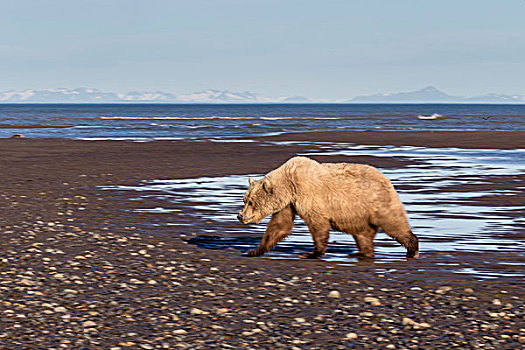 熊,海岸
