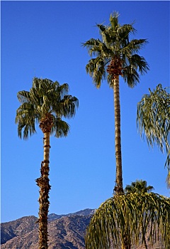 扇形棕榈,树,棕榈泉,加利福尼亚