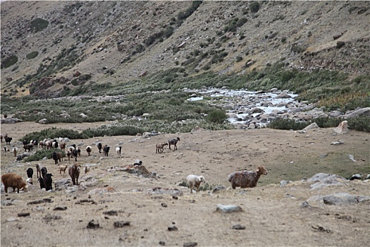 新疆哈密,天山山地荒漠牧场