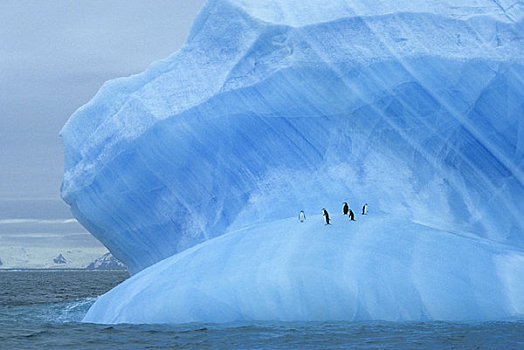 南极,帽带企鹅,休息,蓝色,冰山,靠近,大象,岛屿