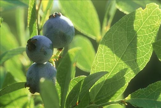 野外,缅因,蓝莓,灌木