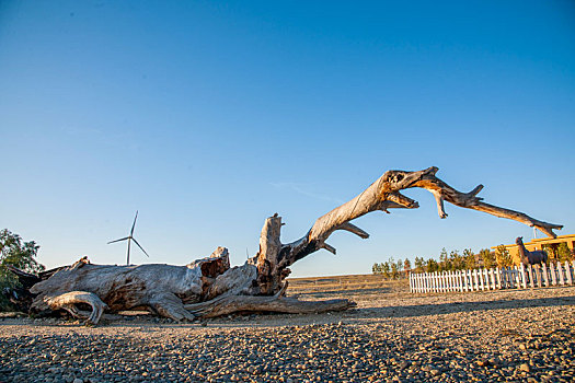 新疆布尔津县五彩滩上茯倒的胡杨树