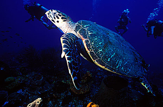 水下,深潜,苏佛里耶,蠵龟,多米尼克,加勒比