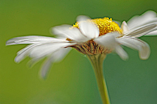 甘菊,特写