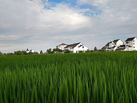 田园风光,乡村美景