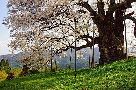 树,樱花,冈山,日本