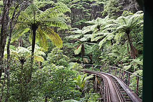 狭窄,轨道,树林,新西兰