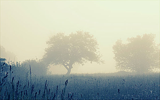 树,雾状,地点,柔光