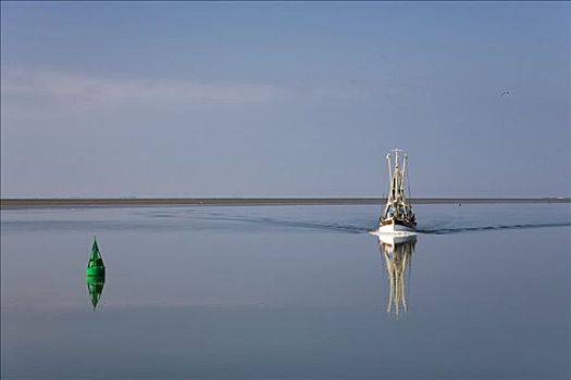 螃蟹,切割器具,安静,水,北海,石荷州,德国,欧洲