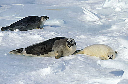 鞍纹海豹,琴海豹,女性,幼仔,站立,冰原,岛屿,加拿大