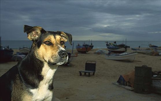 家犬,狗,坐,老,网,海滩,渔船,背景,阿尔加维,葡萄牙