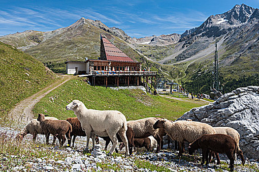绵羊,正面,山,餐馆,上面,车站,缆车,开端,小路,右边,特兰提诺阿尔托阿迪杰,意大利,欧洲
