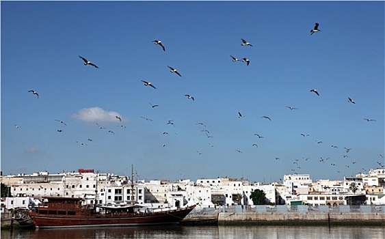 海鸥,上方,老城,拉巴特,摩洛哥